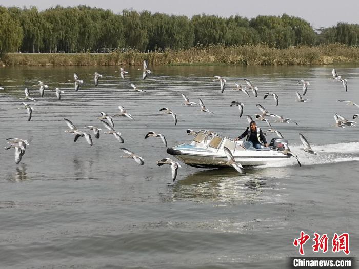 鴻雁貼著湖面飛行。　沈春良 攝