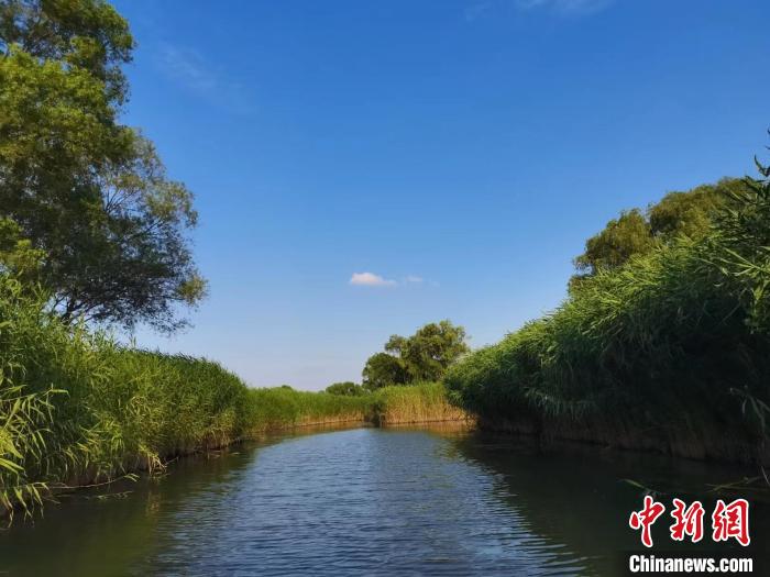 里下河地區(qū)濕地美景。　顧名篩 攝