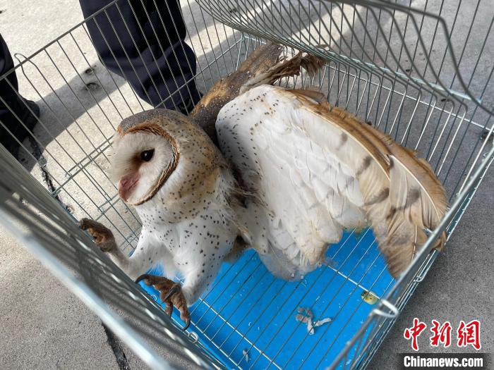 圖為受到救助的猴面鷹。　德宏邊境管理支隊(duì)供圖