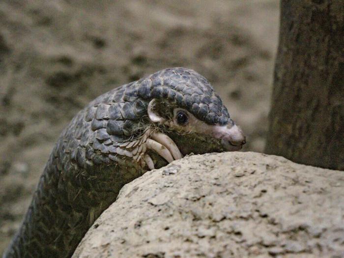 因救傷入住臺北市立動物園的穿山甲NaNa，近期在保育員幫助下克服焦慮，成功出現(xiàn)在游客面前，且喜歡爬高及玩水。圖片來源：臺灣“中央社”(臺北市動物園提供)