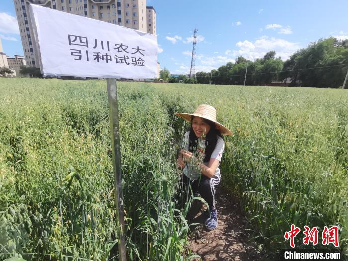 川農(nóng)大進(jìn)行引種試驗(yàn)?！∷拇ㄞr(nóng)業(yè)大學(xué)供圖