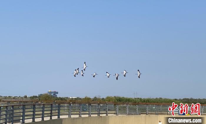 黃河入海口“生態(tài)+旅游”模式助力黃河國家文化公園建設(shè)