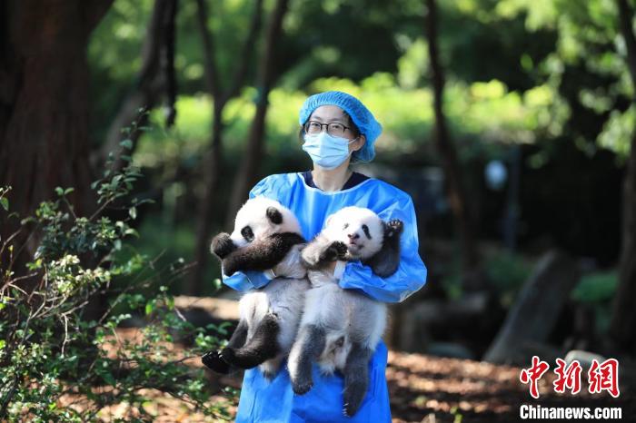 飼養(yǎng)員抱著大熊貓寶寶。　成都大熊貓繁育研究基地供圖