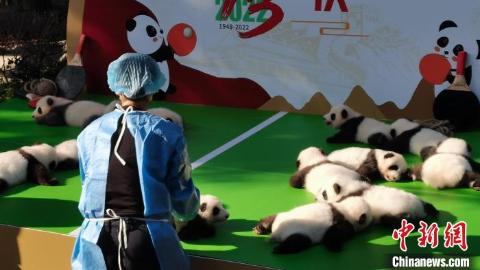 飼養(yǎng)員正在放置大熊貓寶寶?！⊥趵?攝