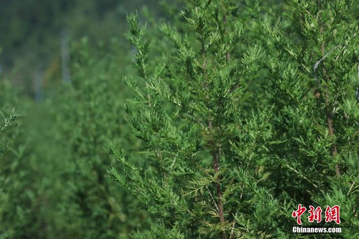 重慶酉陽縣地處武陵山區(qū)腹地，十分適合青蒿生長，出產(chǎn)青蒿草占全球產(chǎn)量八成，被譽(yù)為“世界青蒿之都”。目前，重慶酉陽青蒿主要栽培品種中的青蒿素含量普遍在15.0‰左右，最高達(dá)25.0‰，為世界之最。截至2022年，青蒿產(chǎn)業(yè)遍布酉陽全縣15個鄉(xiāng)鎮(zhèn)57個村，涉及企業(yè)26家，種植戶9600多戶，種植面積達(dá)6.8萬畝，實(shí)現(xiàn)青蒿草年產(chǎn)量9000余噸。圖為9月7日，酉陽縣青蒿新品種培育基地里，大片青蒿蓬勃生長。 <a target='_blank' href='/'>中新社</a>記者 周毅 攝