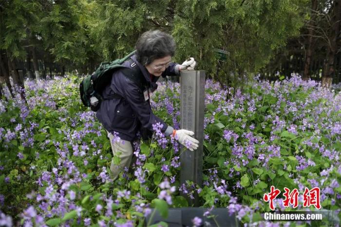 2017年，日本悼念南京大屠殺遇難者植樹(shù)訪華團(tuán)來(lái)到南京，在和平公園內(nèi)修剪他們所植下的樹(shù)木，以此來(lái)表達(dá)他們祈愿和平的心聲。泱波 攝
