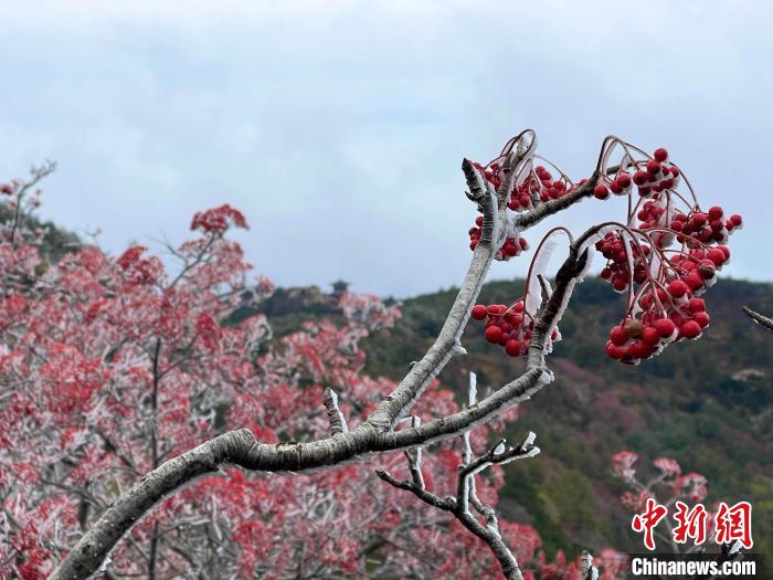 10月4日，泰山之巔現(xiàn)霧凇奇觀，冰雕玉砌、晶瑩閃爍的霧凇綴滿枝頭，一樹樹、一叢叢，甚是好看?！±捉?攝