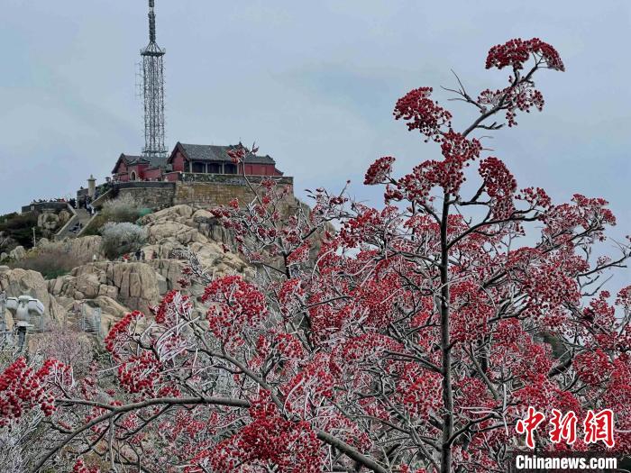 10月4日，泰山之巔現(xiàn)霧凇奇觀，冰雕玉砌、晶瑩閃爍的霧凇綴滿枝頭，一樹樹、一叢叢，甚是好看。　雷杰 攝