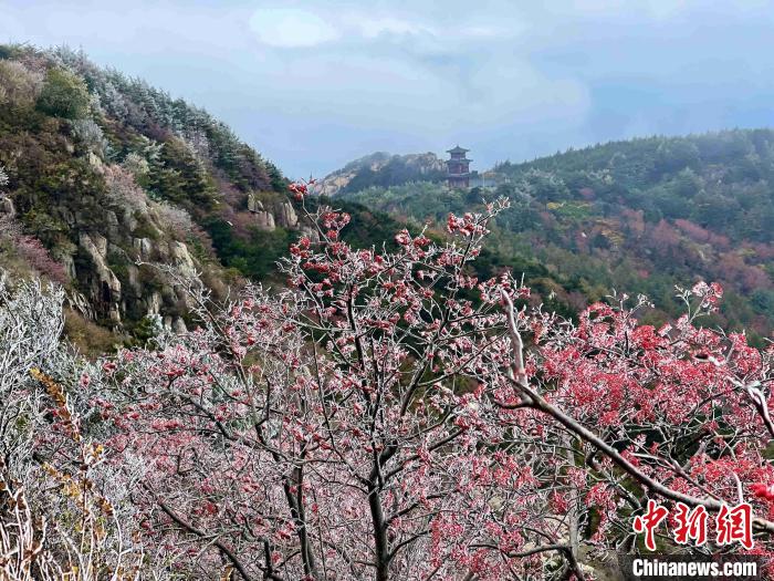 10月4日，泰山之巔現(xiàn)霧凇奇觀，冰雕玉砌、晶瑩閃爍的霧凇綴滿枝頭，一樹樹、一叢叢，甚是好看?！±捉?攝