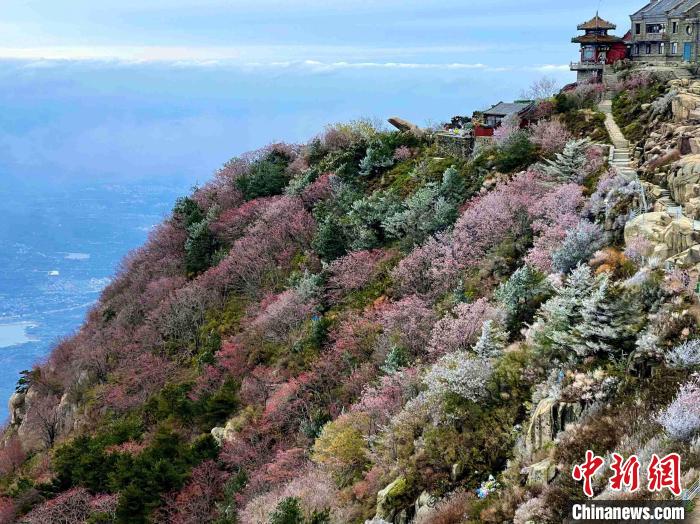 10月4日，泰山之巔現(xiàn)霧凇奇觀，冰雕玉砌、晶瑩閃爍的霧凇綴滿枝頭，一樹樹、一叢叢，甚是好看?！±捉?攝