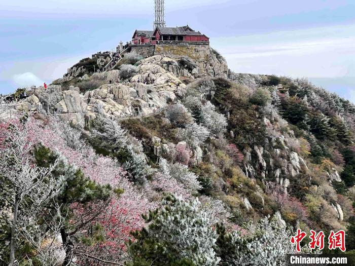 10月4日，泰山之巔現(xiàn)霧凇奇觀，冰雕玉砌、晶瑩閃爍的霧凇綴滿枝頭，一樹樹、一叢叢，甚是好看?！±捉?攝