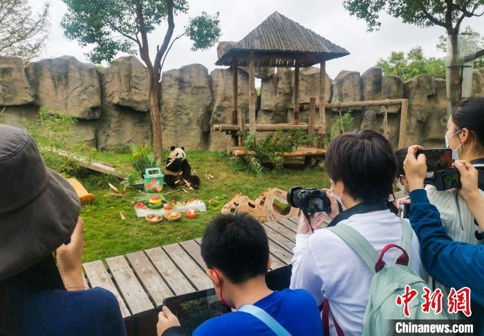大熊貓在上海野生動物園過生日?！∧啕悺z
