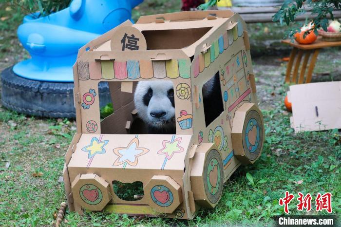 大熊貓在玩具火車中玩耍?！∧啕?攝