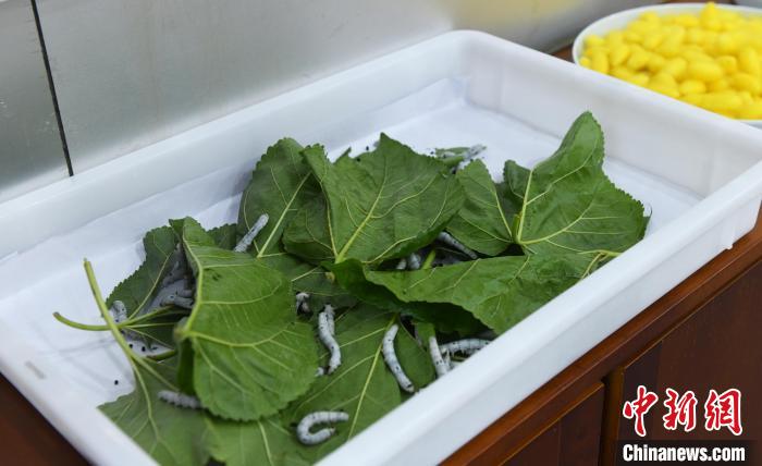 圖為現(xiàn)場展示的蠶?！≈芤?攝
