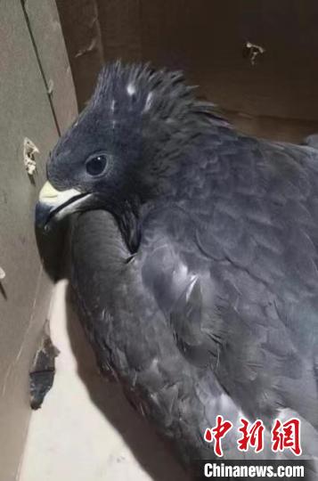 圖為被救助的鳳頭蜂鷹?！∏嗪：壹壸匀槐Ｗo區(qū)管理局供圖