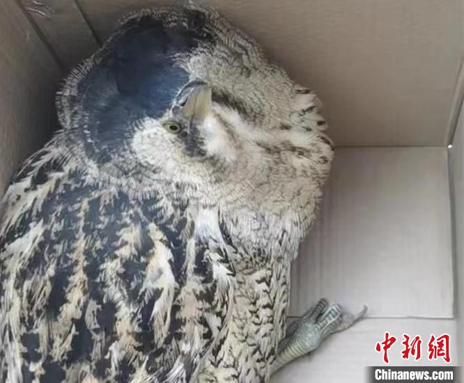 圖為被救助的大麻鳽?！∏嗪：壹壸匀槐Ｗo區(qū)管理局供圖