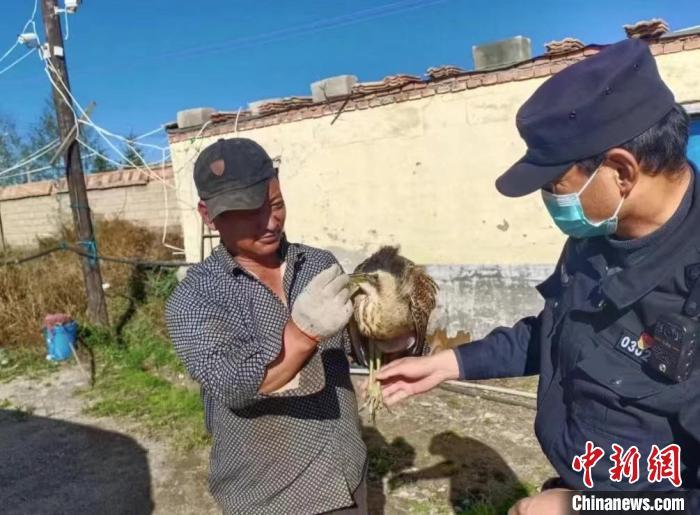 圖為被救助的大麻鳽?！∏嗪：壹壸匀槐Ｗo區(qū)管理局供圖