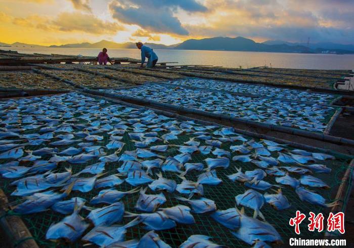 曬制的鯧魚(yú)鲞?！≈x定會(huì) 攝