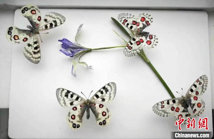 圖為蘭州大學(xué)師生的標(biāo)本作品。(資料圖) 蘭州大學(xué)供圖