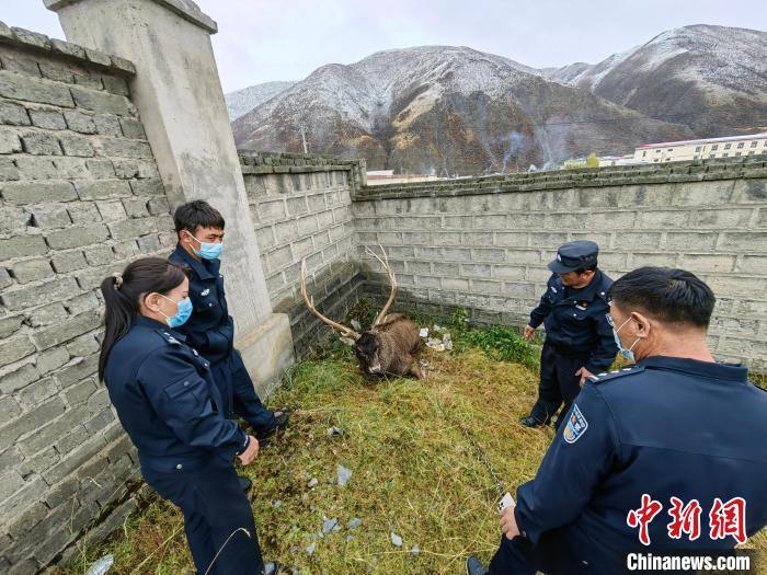 圖為民警查看白唇鹿傷勢。　稱多縣公安局森林警察大隊供圖