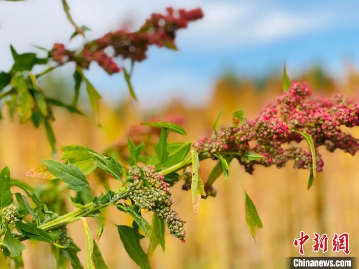 柴達(dá)木盆地藜麥病蟲(chóng)防害標(biāo)準(zhǔn)發(fā)布實(shí)施