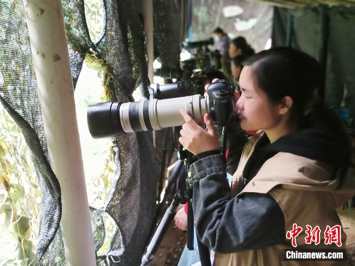 鳥友們正在弄崗觀鳥點(diǎn)拍鳥。農(nóng)林 攝