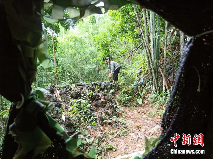 弄崗村村民在鳥坑喂鳥。農(nóng)林 攝