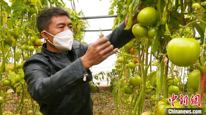 新疆昌吉市二六工鎮(zhèn)大棚蔬菜種植戶張飛正在查看大棚內(nèi)的西紅柿長勢(shì)情況?！∫笱┚?攝