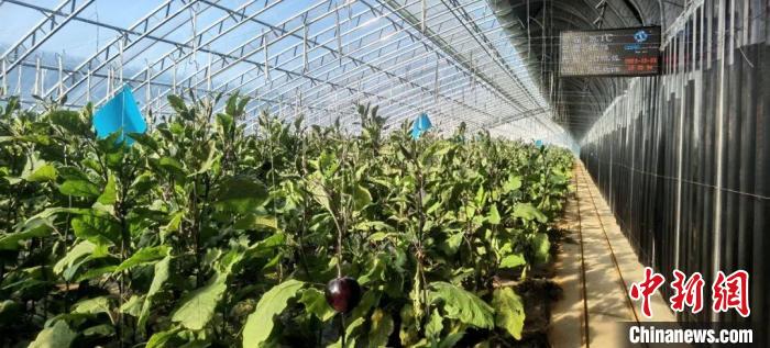 閆村的蔬菜大棚?！」鶗栽?攝