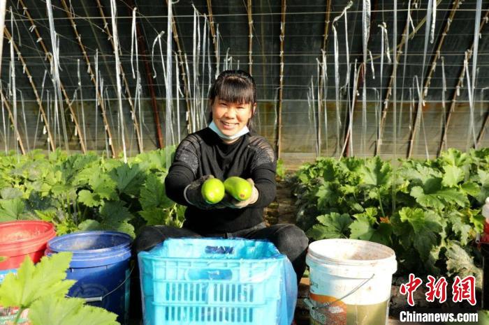 閆村的蔬菜大棚。　郭曉云 攝