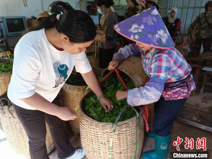 10月13日，在海南省白沙黎族自治縣牙叉鎮(zhèn)的五里路有機茶園，符小芳驗收稱重時挑揀出采摘不合格的茶葉。　張月和　攝