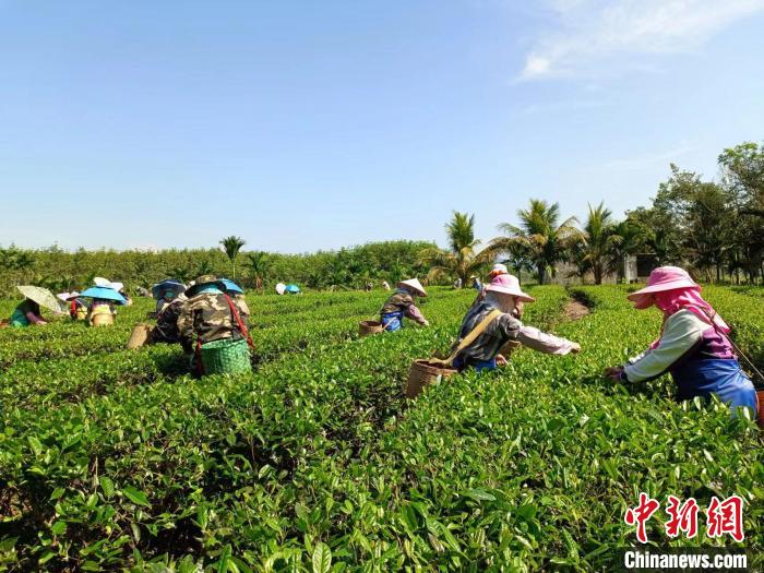 10月13日，在海南省白沙黎族自治縣牙叉鎮(zhèn)的五里路有機茶園，茶農(nóng)正在采摘有機茶葉?！堅潞?攝