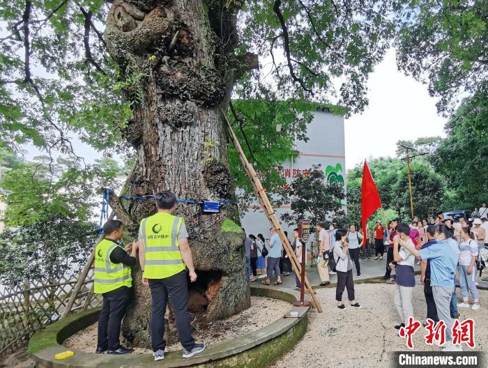 名木古樹保護專業(yè)技術團隊對毛竹山村南酸棗樹進行“全面體檢”。　蔣林林 攝