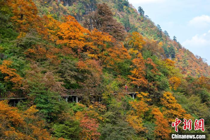 游山步道穿過彩林，美不勝收?！⒅铱?攝