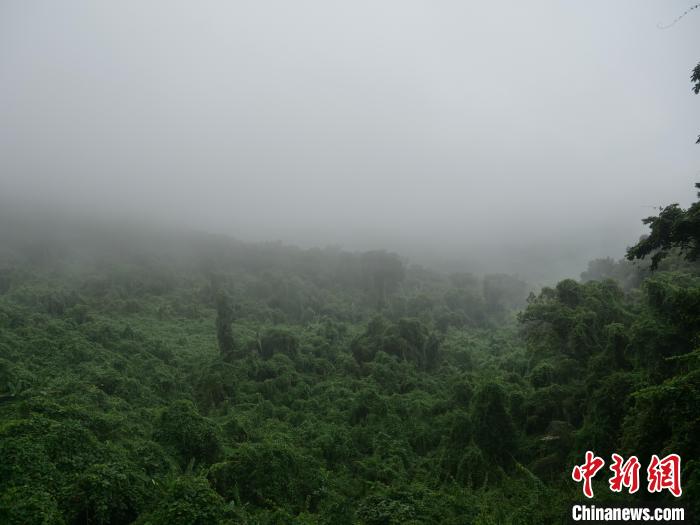 昌江霸王嶺，雨霧繚繞的熱帶雨林?！×栝?攝