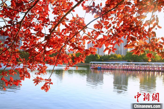 圖為玉淵潭櫻花湖。　北京市公園管理中心供圖