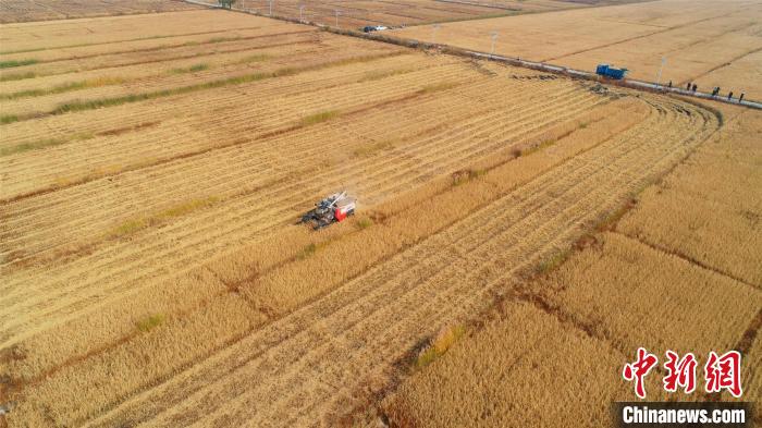 轟鳴的收割機(jī)在稻田中穿梭?！⊥醵髁?攝
