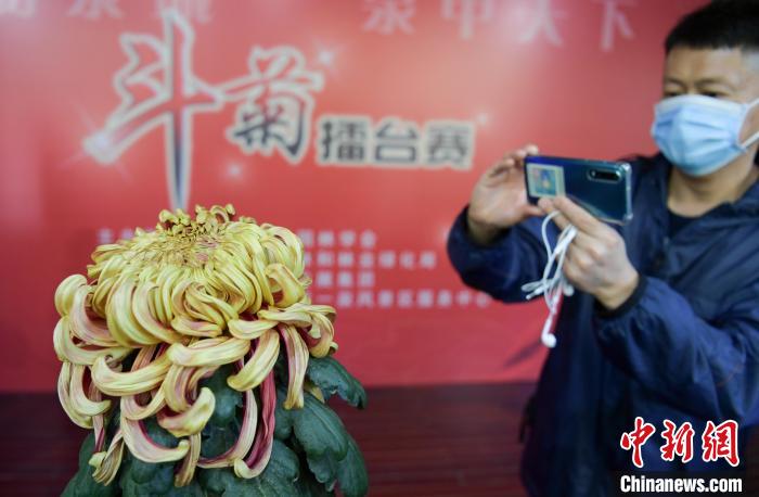 10月25日，濟(jì)南趵突泉金秋菊展，“菊王”吸引觀眾拍照?！堄?攝