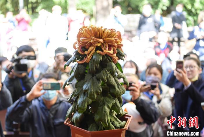 10月25日，濟(jì)南趵突泉金秋菊展“菊王”亮相。當(dāng)日，第43屆趵突泉金秋菊展“斗菊”擂臺賽開賽?！堄?攝