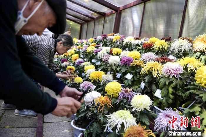 市民在菊花造型前拍照?！堄?攝
