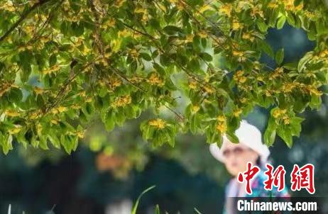南京百年“桂花王”迎來桂花盛放期?！°蟛?攝