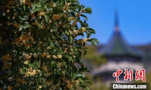 南京百年“桂花王”迎來桂花盛放期?！°蟛?攝