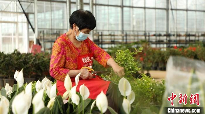 資料圖：忙碌的身影穿梭在果園村的蔬菜花卉繁育基地中。向上 攝
