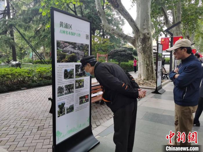 靜安公園主景道兩旁的懸鈴木都是120多年的古樹，是靜安公園的“鎮(zhèn)園之寶”?！￡愳o 攝