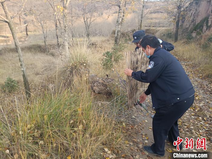 圖為民警正在對國家二級保護(hù)野生動物長耳鸮進(jìn)行放飛?！』ブ补﹫D