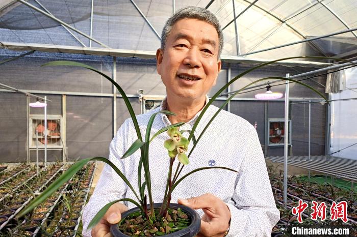 臺(tái)胞湯清喜向記者分享他在大陸種植蘭花故事?！×握涿?攝