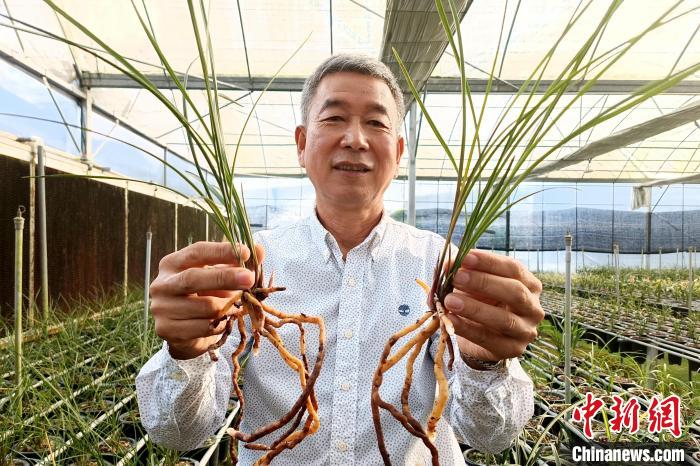 臺(tái)胞湯清喜向記者分享他在大陸種植蘭花故事?！×握涿?攝
