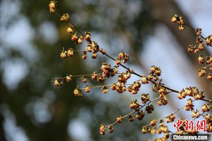 銀縷梅的花沒(méi)有花瓣，十分稀奇?！∧暇┲猩街参飯@供圖