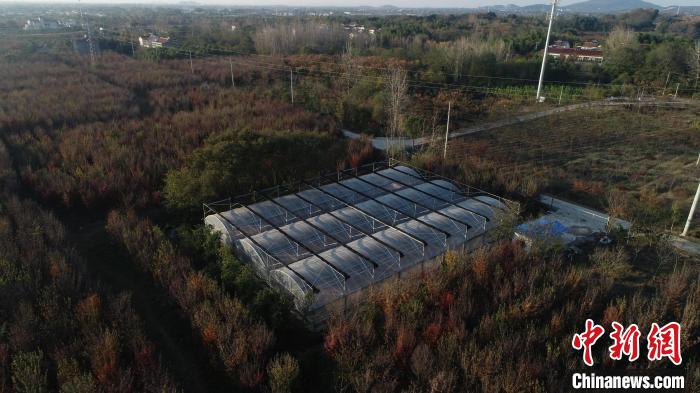 如今，基地繁育出不同規(guī)格的種苗50余萬(wàn)株?！∧暇┲猩街参飯@供圖