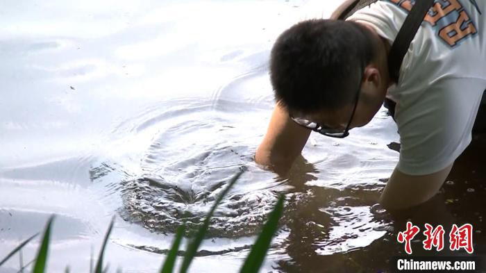 孫堅在西湖水中種水草?！∥骱蚬芾硖幑﹫D